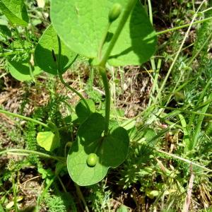 Photographie n°757163 du taxon Aristolochia rotunda L. [1753]