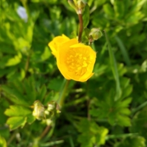 Photographie n°757196 du taxon Ranunculus repens L. [1753]