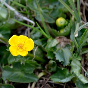 Photographie n°757307 du taxon Caltha palustris L. [1753]