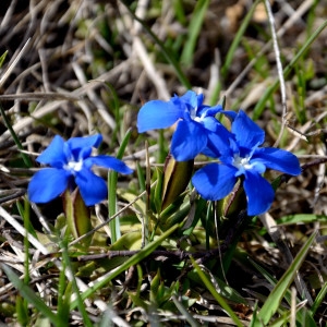 Photographie n°757310 du taxon Gentiana verna Lam. [1788]