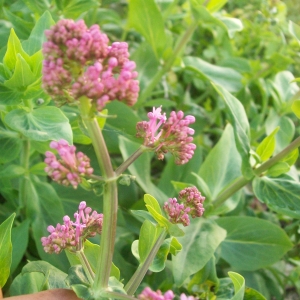 Photographie n°757411 du taxon Centranthus ruber (L.) DC. [1805]