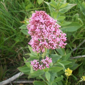 Photographie n°757413 du taxon Centranthus ruber (L.) DC. [1805]