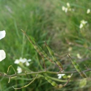 Photographie n°757424 du taxon Raphanus raphanistrum L. [1753]