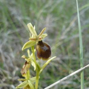  - Ophrys x hybrida Pokorny ex Rchb.f. [1851]