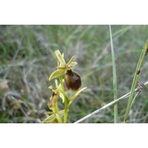 Ophrys ×gibbosa (Beck) Beck (Ophrys hybride)