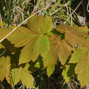 Photographie n°757635 du taxon Acer pseudoplatanus L. [1753]