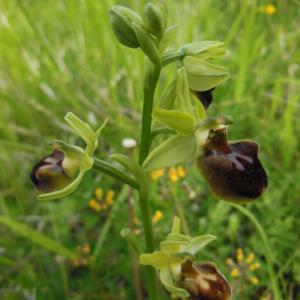 Photographie n°757644 du taxon Ophrys aranifera Huds.