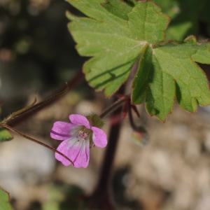 Photographie n°757653 du taxon Geranium rotundifolium L. [1753]