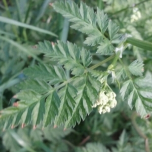 Photographie n°757666 du taxon Chaerophyllum temulum L. [1753]