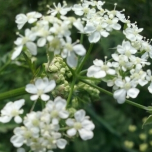 Photographie n°757667 du taxon Chaerophyllum temulum L. [1753]