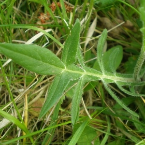 Photographie n°757711 du taxon Knautia arvensis (L.) Coult.