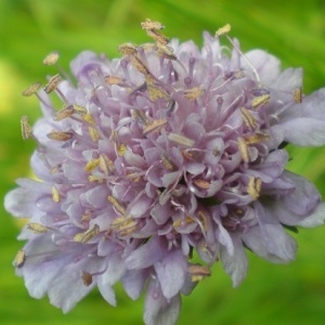 Photographie n°757713 du taxon Knautia arvensis (L.) Coult.