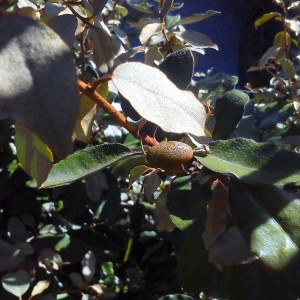 Photographie n°757795 du taxon Elaeagnus L. [1753]