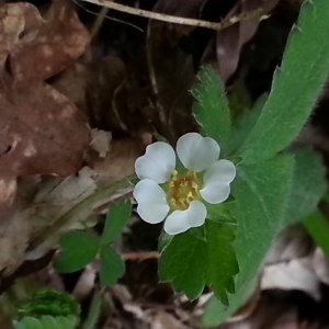 Photographie n°757799 du taxon Potentilla sterilis (L.) Garcke [1856]