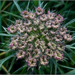  - Daucus carota subsp. gummifer (Syme) Hook.f. [1884]