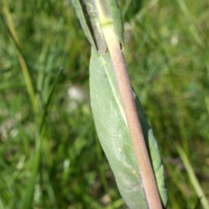 Photographie n°757838 du taxon Isatis tinctoria L. [1753]