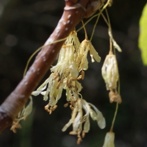 Photographie n°757857 du taxon Acer opalus Mill. [1768]