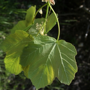 Photographie n°757858 du taxon Acer opalus Mill. [1768]
