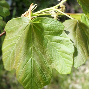 Photographie n°757861 du taxon Acer opalus Mill. [1768]