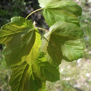 Photographie n°757862 du taxon Acer opalus Mill. [1768]