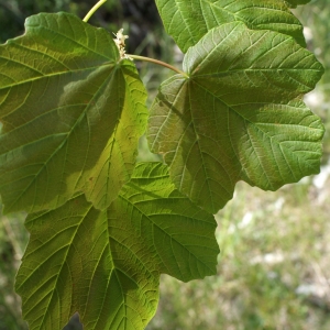 Photographie n°757864 du taxon Acer opalus Mill. [1768]