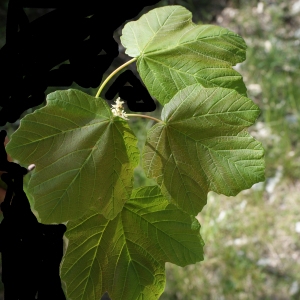 Photographie n°757865 du taxon Acer opalus Mill. [1768]