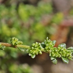 Photographie n°757878 du taxon Herniaria ciliolata subsp. robusta Chaudhri [1968]