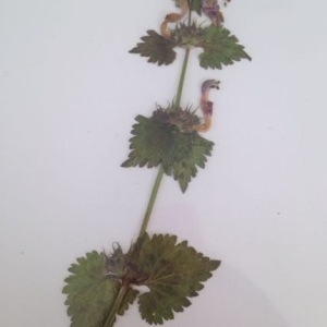 Photographie n°758001 du taxon Lamium maculatum (L.) L. [1763]