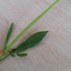 Photographie n°758024 du taxon Rumex acetosella L. [1753]