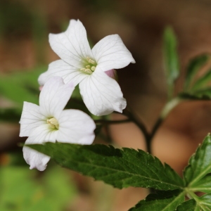 Photographie n°758079 du taxon Cardamine heptaphylla (Vill.) O.E.Schulz