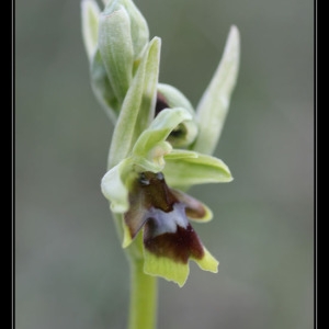 Photographie n°758321 du taxon Ophrys aymoninii (Breistr.) Buttler [1986]