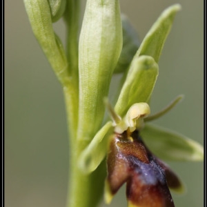 Photographie n°758323 du taxon Ophrys aymoninii (Breistr.) Buttler [1986]