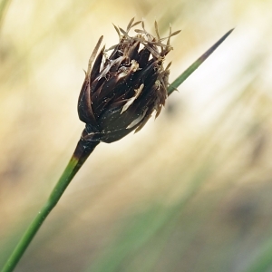 Photographie n°758354 du taxon Schoenus nigricans L. [1753]