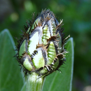 centaurea [nn] par Roger COLLIN le 07/05/2016 - 7 Rue des Châtaigniers, 22700 Perros-Guirec, France