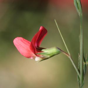 Photographie n°758459 du taxon Lathyrus sphaericus Retz. [1783]