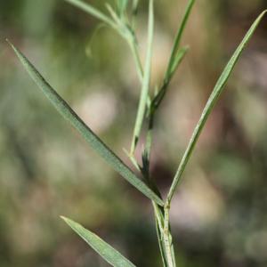 Photographie n°758471 du taxon Lathyrus sphaericus Retz. [1783]