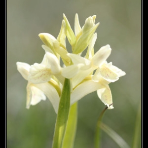 Photographie n°758558 du taxon Dactylorhiza sambucina f. sambucina 