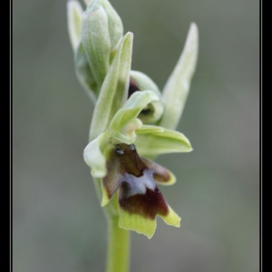 Photographie n°758560 du taxon Ophrys aymoninii (Breistr.) Buttler [1986]