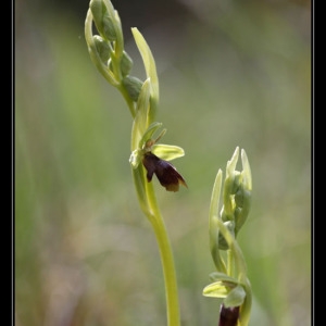 Photographie n°758567 du taxon Ophrys aymoninii (Breistr.) Buttler [1986]