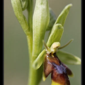 Photographie n°758574 du taxon Ophrys aymoninii (Breistr.) Buttler [1986]