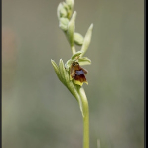 Photographie n°758582 du taxon Ophrys aymoninii (Breistr.) Buttler [1986]