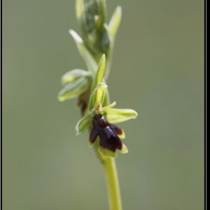 Photographie n°758583 du taxon Ophrys aymoninii (Breistr.) Buttler [1986]