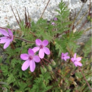 Photographie n°758602 du taxon Erodium cicutarium (L.) L'Hér.