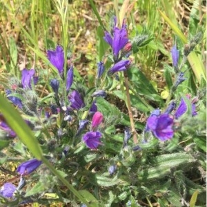 Photographie n°758607 du taxon Echium vulgare L. [1753]