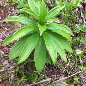 Photographie n°758718 du taxon Lilium martagon L. [1753]