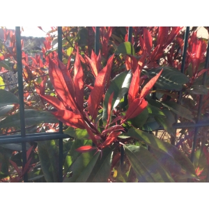 Photinia sp.