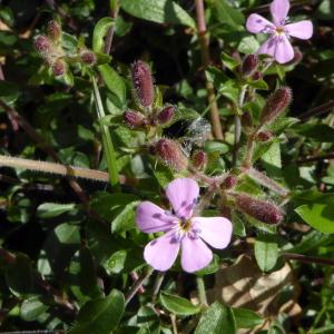 Photographie n°758819 du taxon Saponaria ocymoides L.