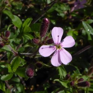 Photographie n°758821 du taxon Saponaria ocymoides L.