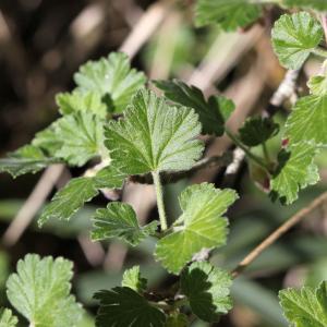 Photographie n°758845 du taxon Ribes uva-crispa L. [1753]