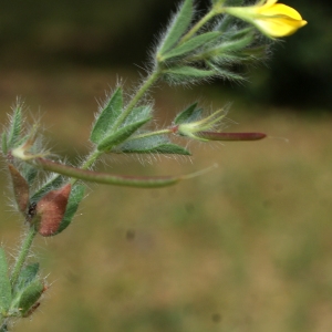 Photographie n°758863 du taxon Lotus angustissimus L. [1753]